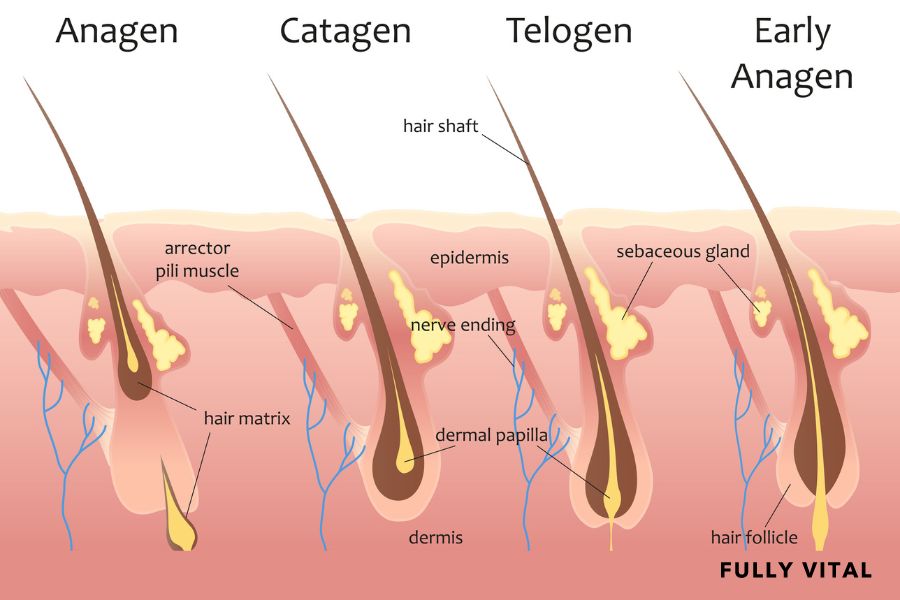 Stages of hair cycle