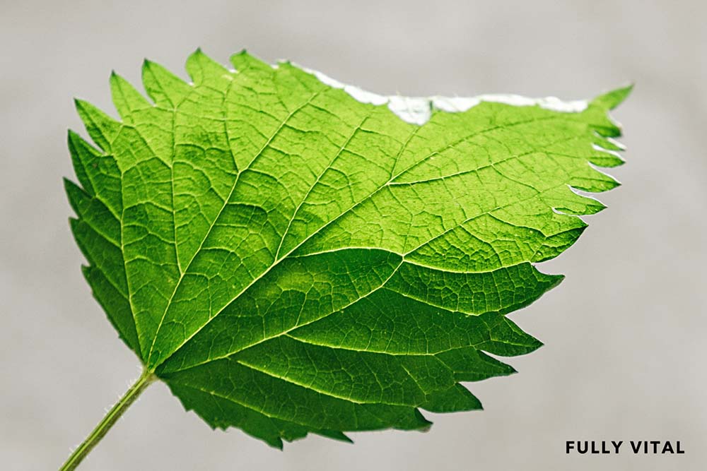 Nettle leaf: stimulate hair growth naturally