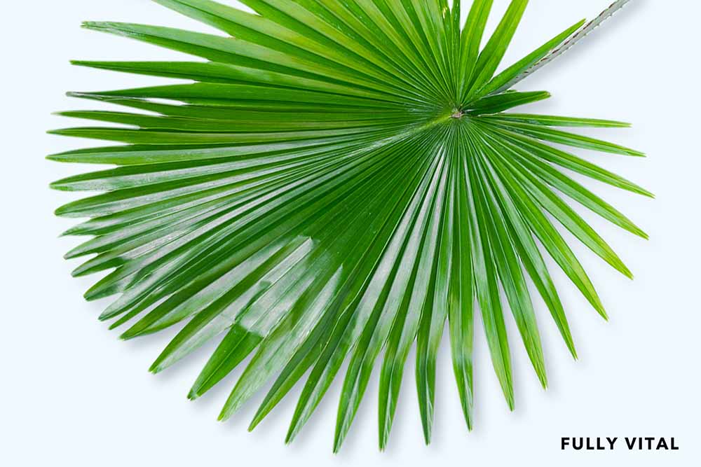 Saw palmetto: unlocking the benefits for hair growth