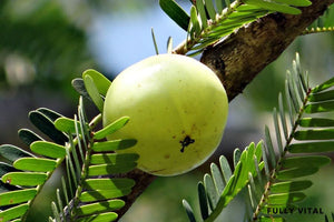 Amla: The Superfruit For Super Hair