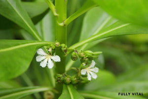 Bhringraj: The King of Herbs for Hair Growth