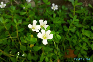 Brahmi: Brainy Benefits for Hair