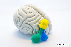 Brain and pituitary gland model