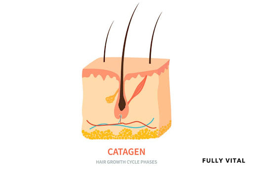 Catagen Phase: Understanding The Hair Growth Cycle