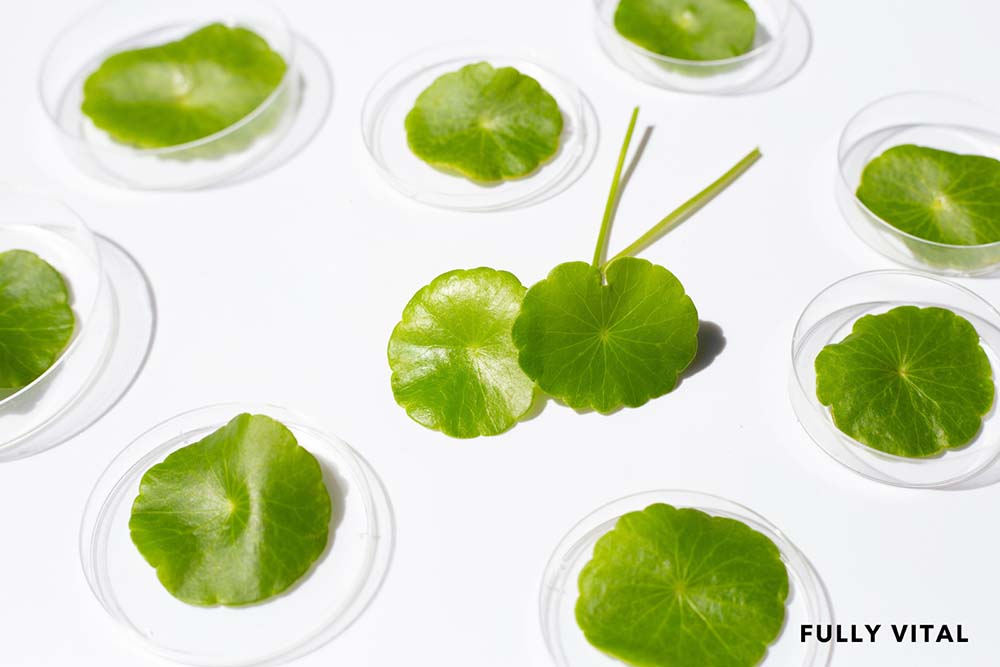 Centella Asiatica Extract: A Powerful Solution for Hair Regrowth and Gray Hair Prevention