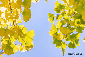 Gingko biloba for hair growth