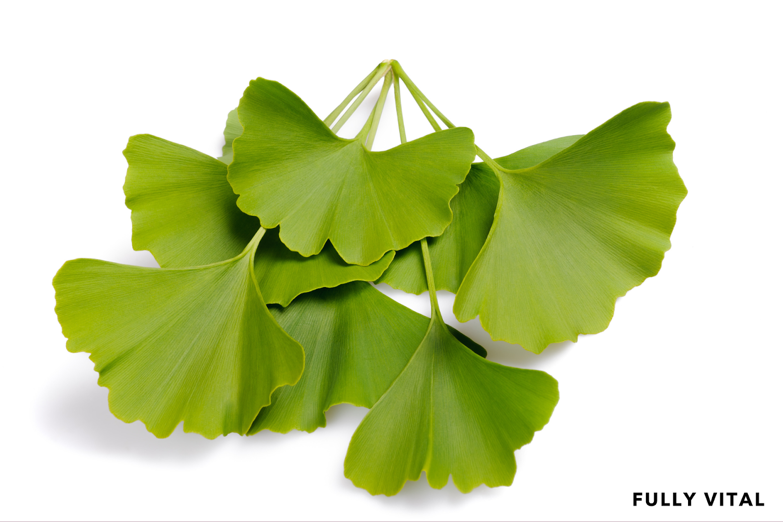 Ginkgo Biloba: Circulation Booster For Hair Growth | FullyVital