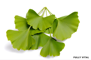 Ginkgo Biloba: Circulation Booster For Hair Growth