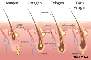 Stages of hair cycle