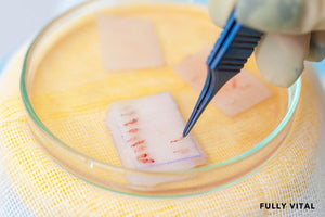 Hair follicles in petri dish close-up