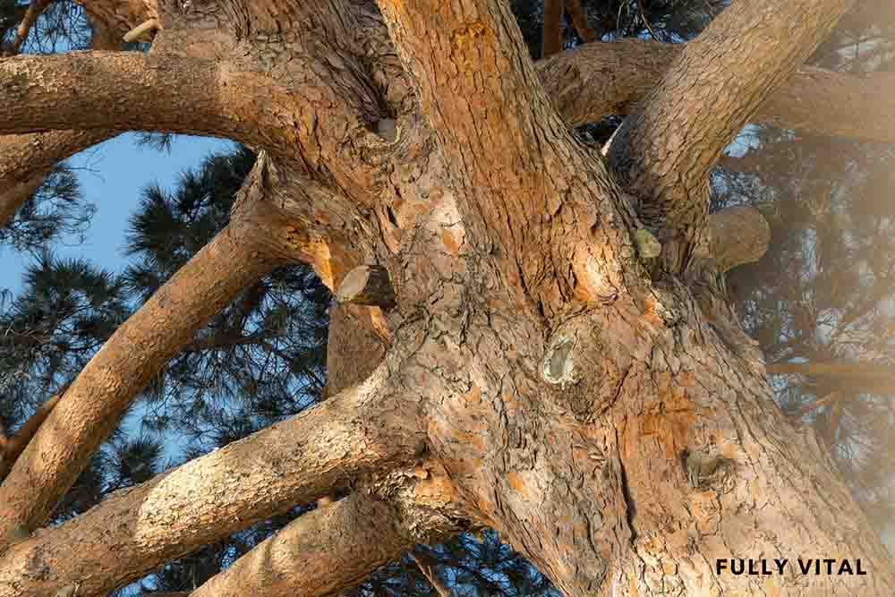 What is pine bark?