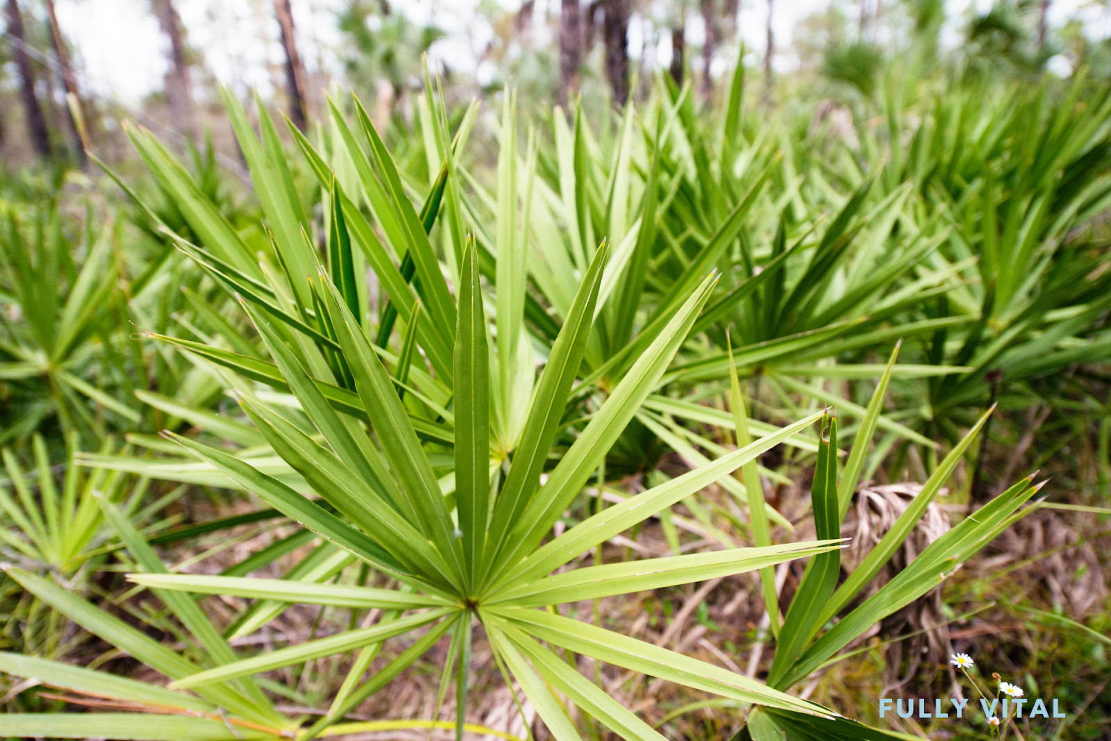 Saw Palmetto: Natural Solution For Hair Loss