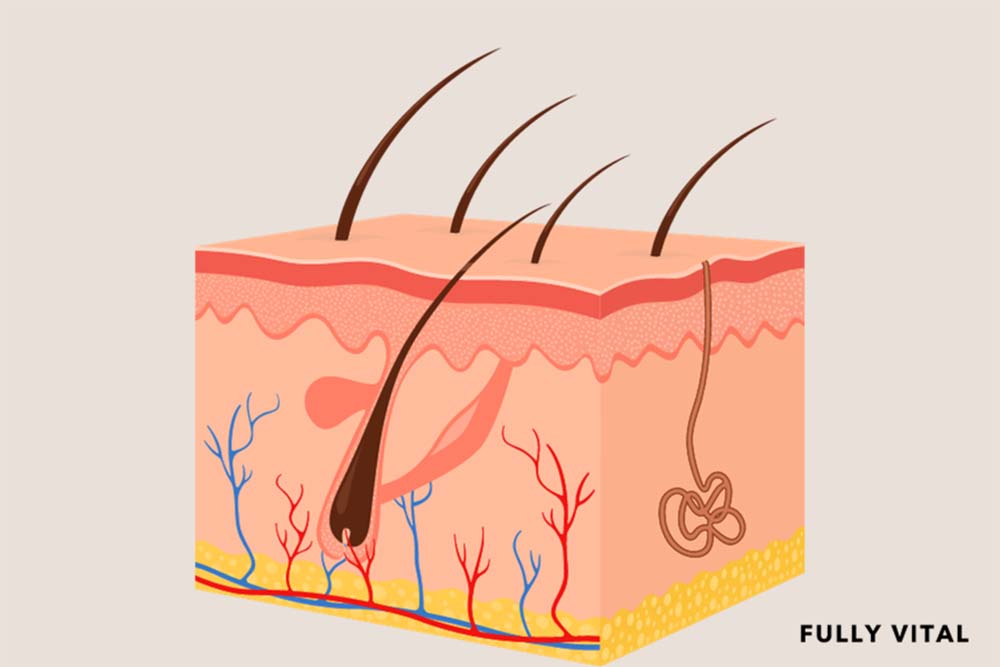 Sebaceous Def Sebaceous Glands