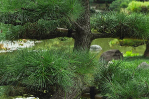 Pine Bark Extract and Its Benefits for Healthy Hair Growth