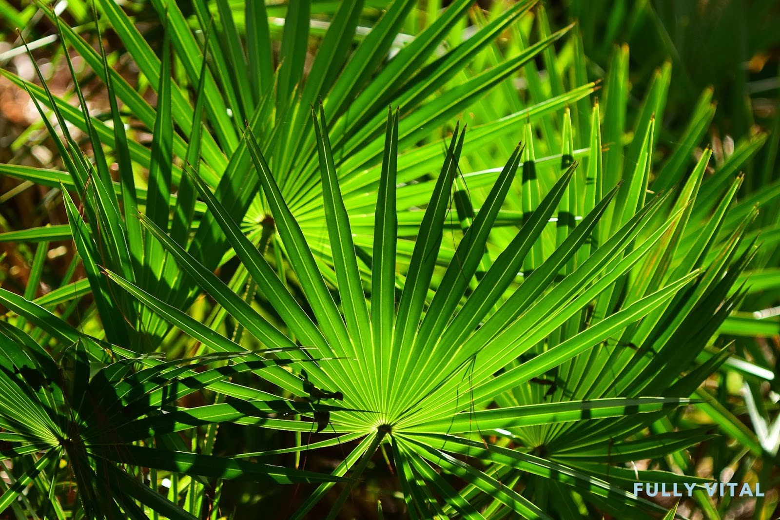 Saw Palmetto: Natural DHT Blocker For Hair Loss Prevention